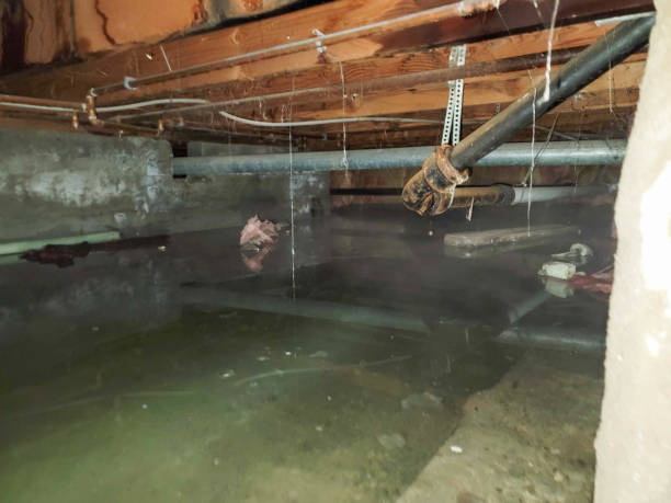 Best Water damage contractors near me  in Imperial, MO